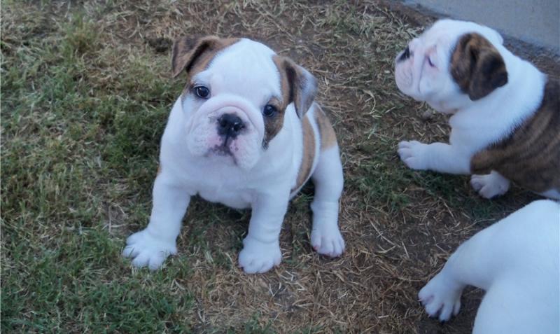 Male and female English Bulldogs for Adoption Image eClassifieds4u