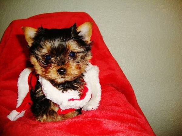 Teacup Yorkie Puppies Image eClassifieds4u