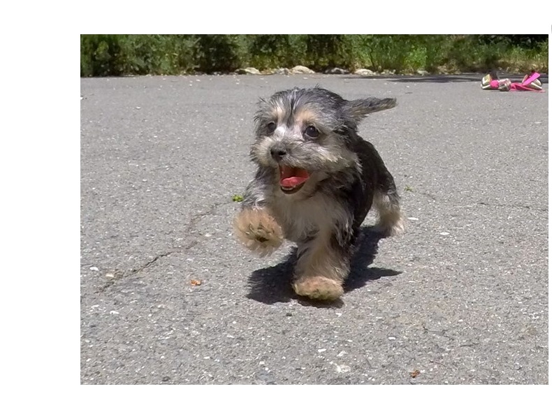 Teacup Yorkie Puppies for Adoption Image eClassifieds4u