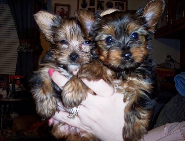 Yorkie Pups for Sale. text us.704 626 7600 Image eClassifieds4u