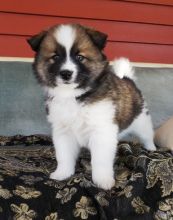 Stunning amazing Pomsky Puppies (972) 734 5559