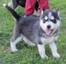 Adorable AKC Siberian Husky puppies are ready for a new home! (972) 734-5559