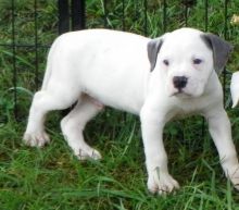 adorable CKC American Bulldogs (972) 734-5559