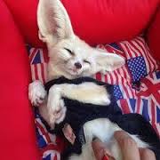 adorable fennec foxes ready..(240)367-9647