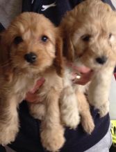 apoo Pups (972) 734-5559