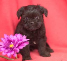 Engaging AFFENPINSCHER PUPPY FOR SALE (972)-734-5559