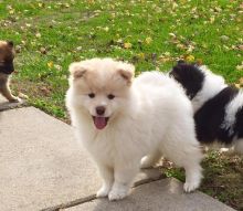 Gallant Pomsky Puppies