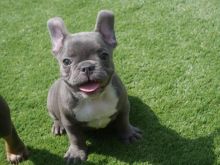 Magnanimous Quality Solid Silver Blue French Bulldog Puppies(972) 734-5559