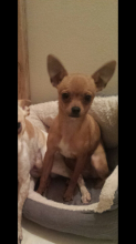 Purebred Chihuahua Puppy