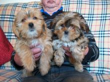 Shih Tzu Cross Yorkshire Terrier Puppies (972)-734-5559