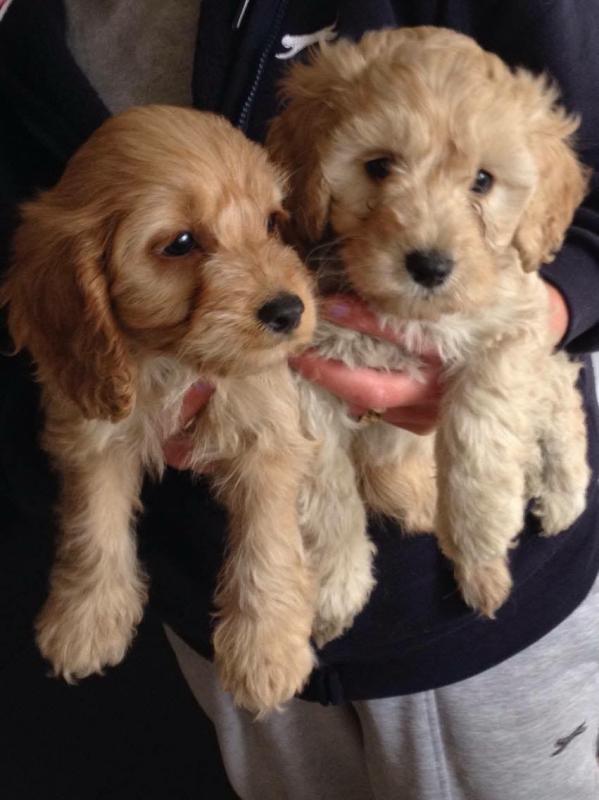 apoo Pups (972) 734-5559 Image eClassifieds4u