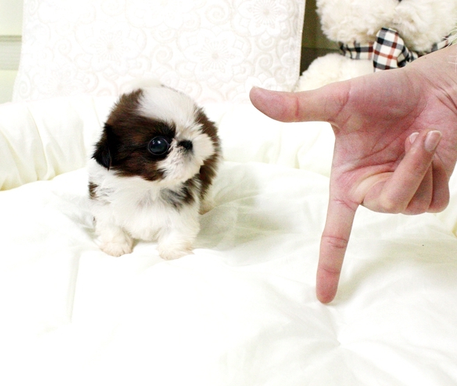 chivalrous SHIH TZU PUPPY FOR SALE (972)-734-5559 Image eClassifieds4u