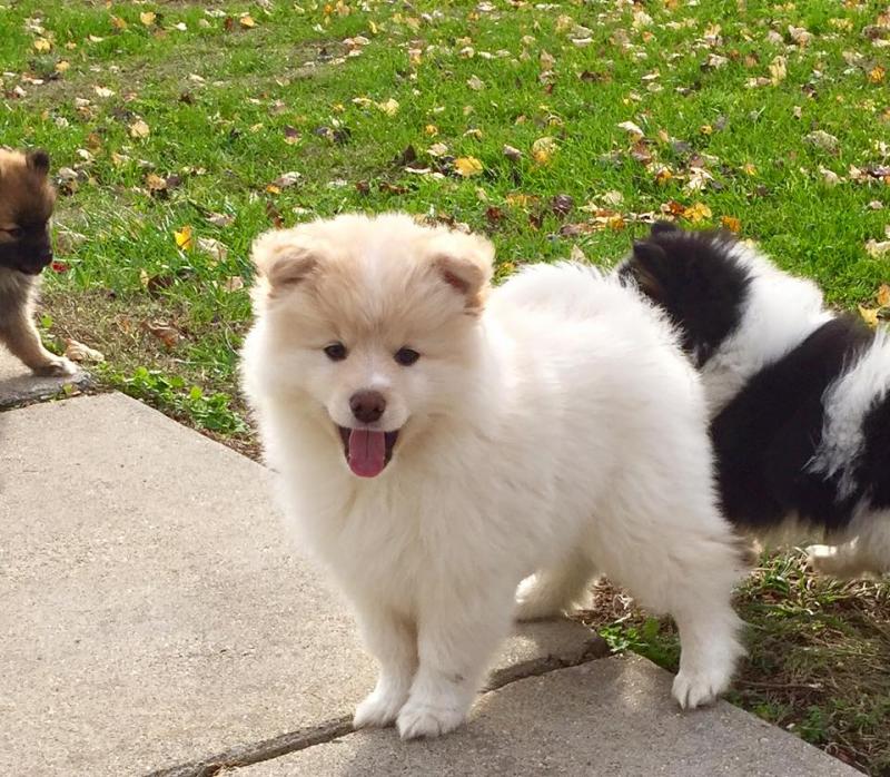 Gallant Pomsky Puppies Image eClassifieds4u