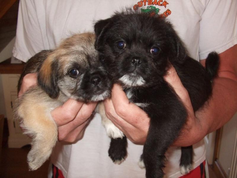Gorgeous Pugchon Puppies (972) 734-5559 Image eClassifieds4u