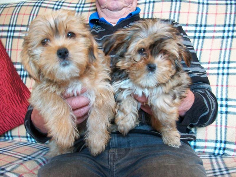 Shih Tzu Cross Yorkshire Terrier Puppies (972)-734-5559 Image eClassifieds4u