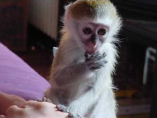 Home trained baby Capuchin monkeys Image eClassifieds4u