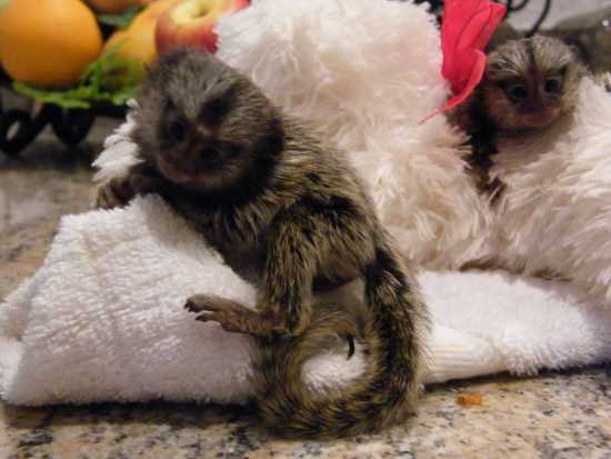 Home trained baby Capuchin monkeys Image eClassifieds4u