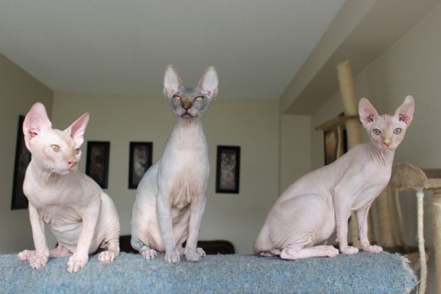 sphynx kittens, and bengal kittens Image eClassifieds4u