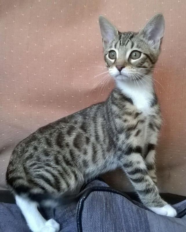 sphynx kittens, and bengal kittens Image eClassifieds4u