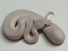 Blue Eyed Leucistic Ball Python