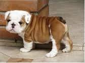 English Bulldog Puppies for Adoption (651) 448-9478