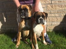 European Bobtail Boxers