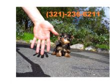 Female Yorkie Puppy.call or text (321)-236-6211