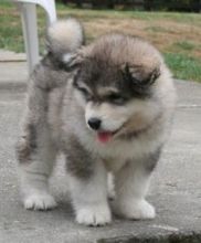 male and female ALASKAN MALAMUTE puppies for adoption