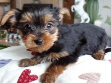 Yorkshire Terrier Puppy .call or text (321)-236-6211