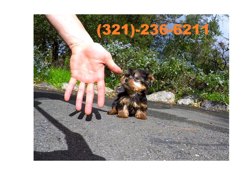 Female Yorkie Puppy.call or text (321)-236-6211 Image eClassifieds4u