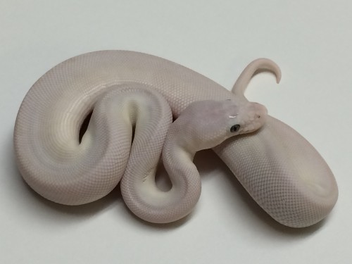 Leucistic Ball Python Image eClassifieds4u