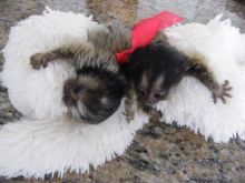 Home trained baby Capuchin monkeys Image eClassifieds4u 4