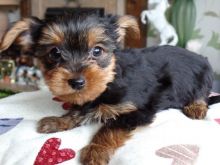 Yorkshire Terrier Puppy .call or text (321)-236-6211 Image eClassifieds4U