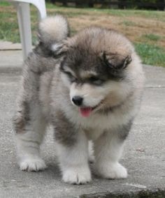 male and female ALASKAN MALAMUTE puppies for adoption Image eClassifieds4u