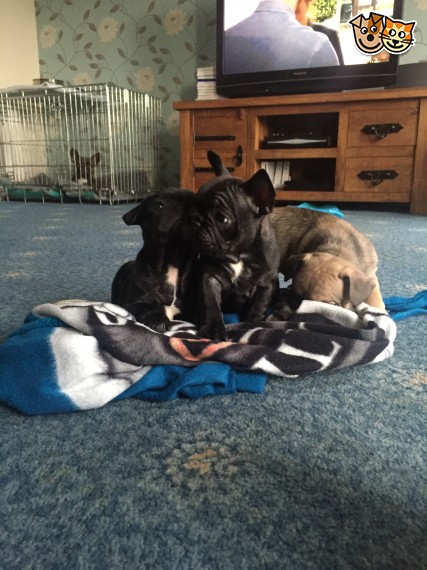 Outstanding French Bulldogs Sired By Venom. Image eClassifieds4u