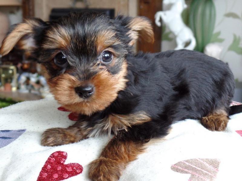 Yorkshire Terrier Puppy .call or text (321)-236-6211 Image eClassifieds4u