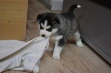 Sweet husky need a new home