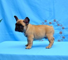 Wonderful French Bulldogs