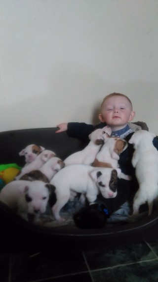 American Bully Females For Sale Image eClassifieds4u