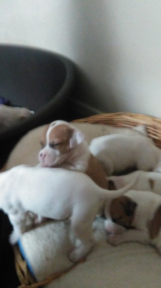 American Bully Females For Sale Image eClassifieds4u