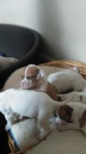 American Bully Females For Sale Image eClassifieds4u 2