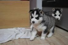 Sweet husky need a new home Image eClassifieds4u 2