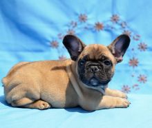 Wonderful French Bulldogs Image eClassifieds4u 2
