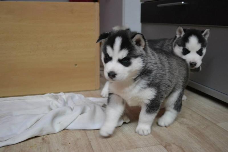 Sweet husky need a new home Image eClassifieds4u