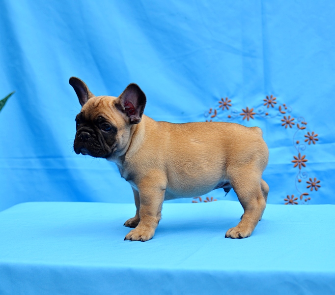 Wonderful French Bulldogs Image eClassifieds4u