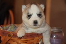 Blue-Eyed,Black and white Siberians Huskys puppies!