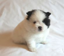 Tiny Teddy Bear Pomeranian Puppies for sale.