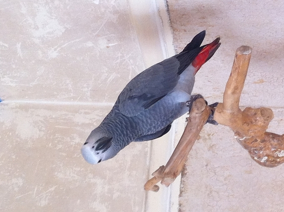 Baby hand reared African greys & Macaws for sale Image eClassifieds4u