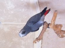 Baby hand reared African greys & Macaws for sale Image eClassifieds4U