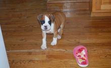 Excellent K.c Reg Boxer Puppies now ready for sale (469)x643x3077. Image eClassifieds4U